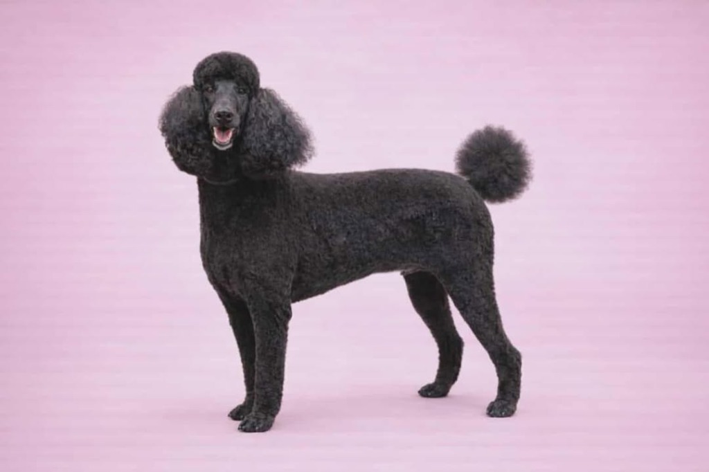 Standard Poodle tall and groomed