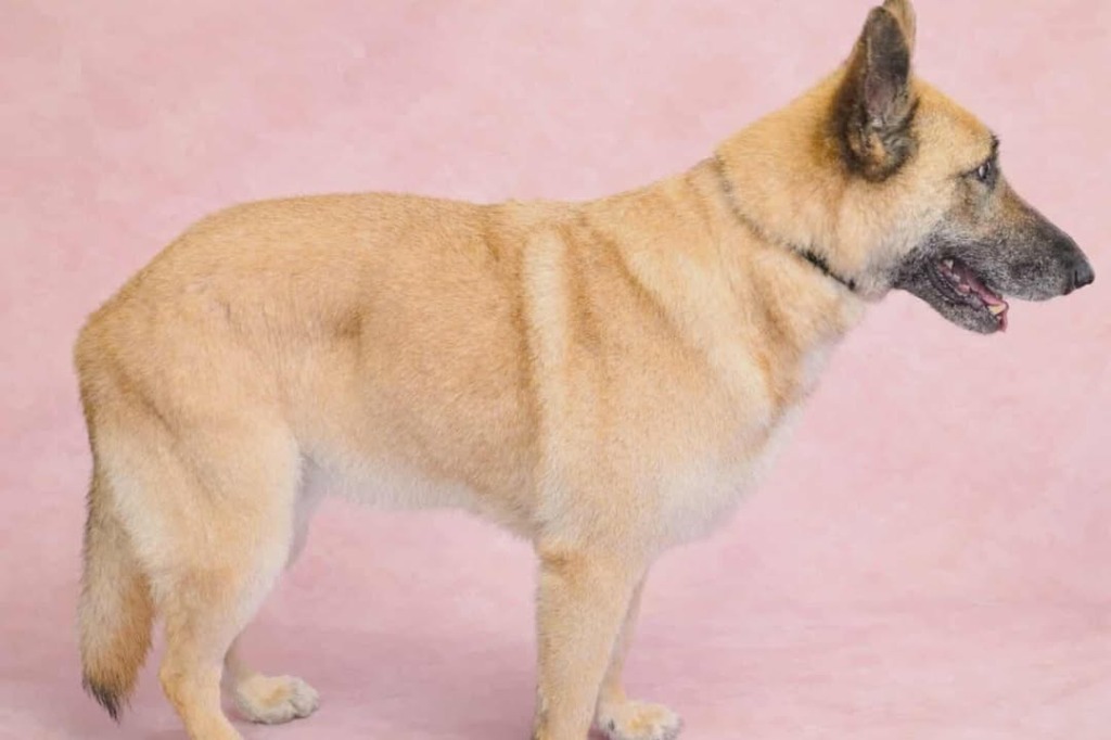 Dog looking clean after de-shed service