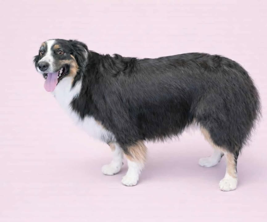 Australian Shepherd grooming