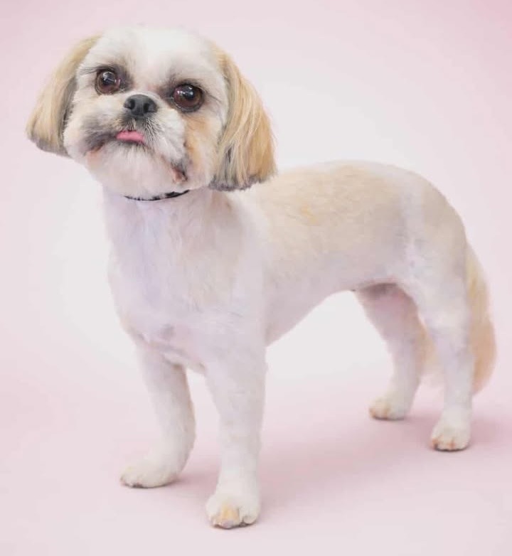 Freshly groomed Shih Tzu